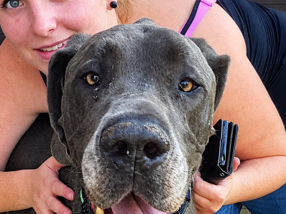 Gros plan sur le museau du grand dogue gris, avec Alice souriante derrière lui