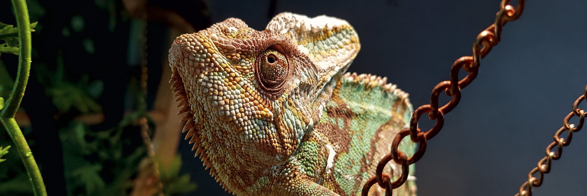 Gros plan sur la tête d’un caméléon aux écailles beiges et vertes, avec des chaînes métalliques rouillées au premier plan