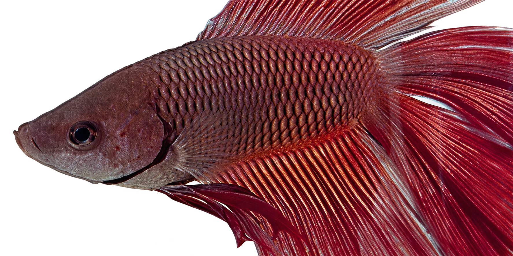 Gros plan d’un poisson combattant rouge aux nageoires déployées